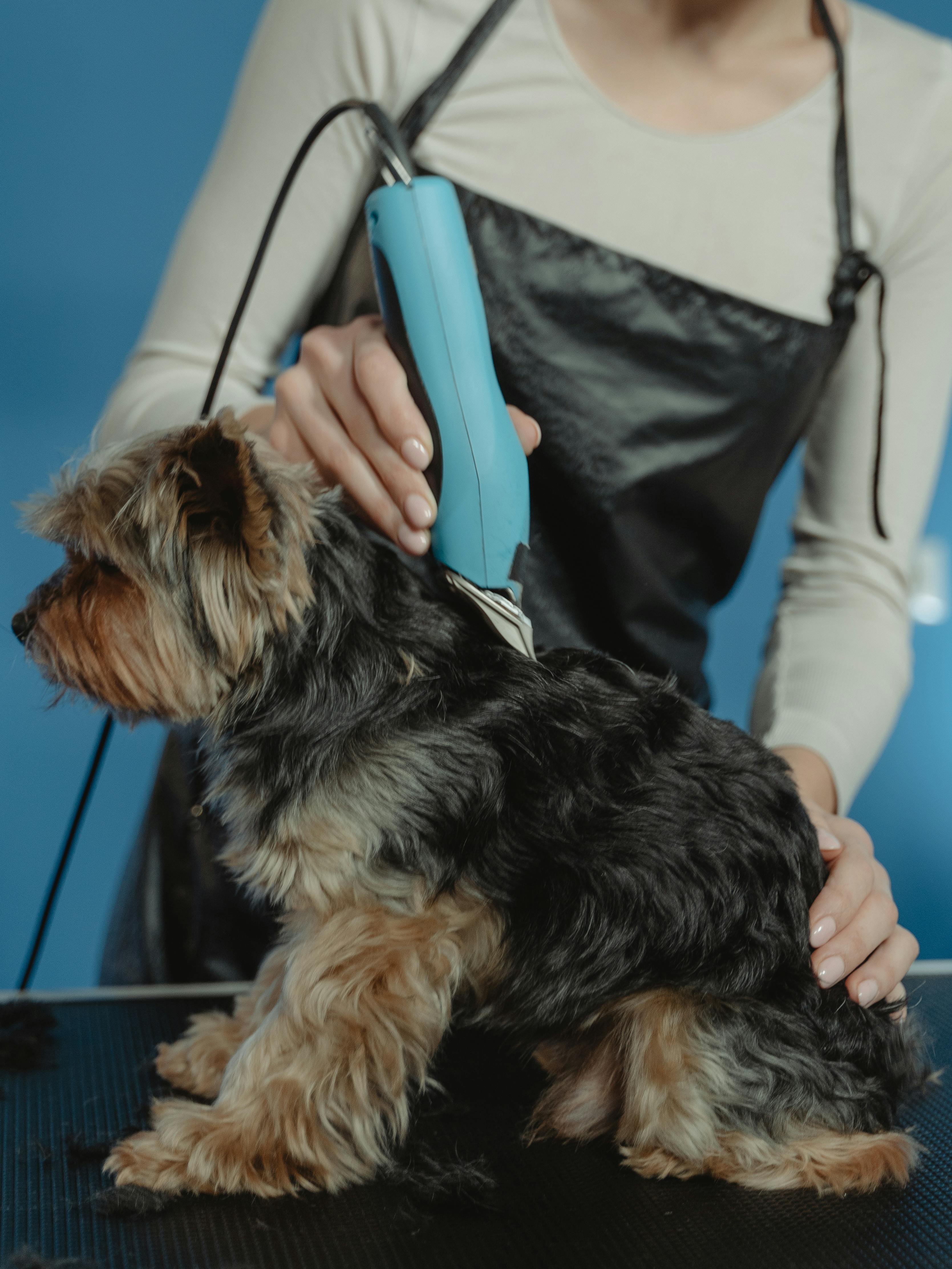 A white woman is seen from the neck down. She is wearing a black plastic apron. She uses blue clippers to trim a small black and brown dog.