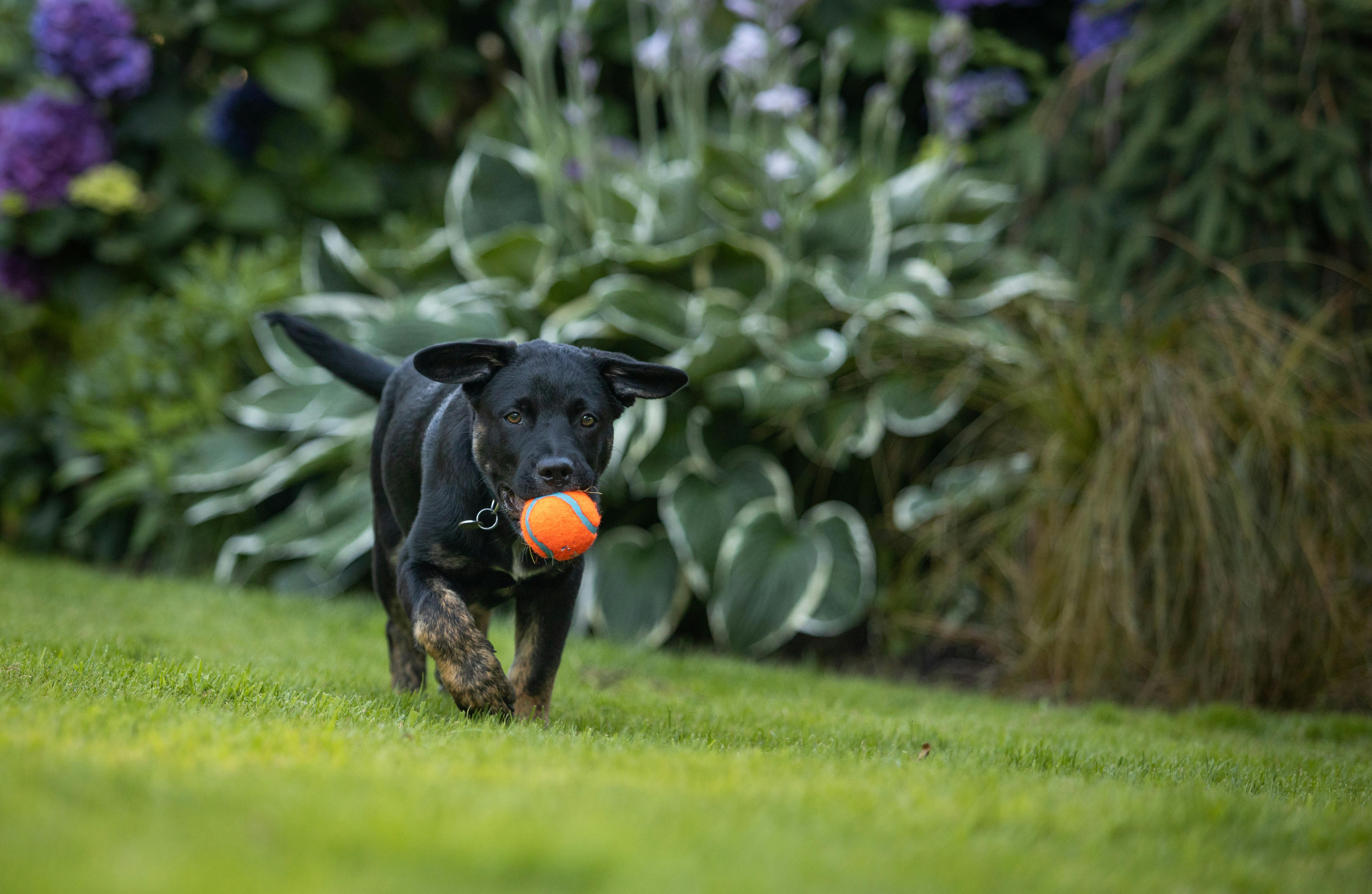 A black lab puppy is running through a green yard with an orange ball in his mouth.