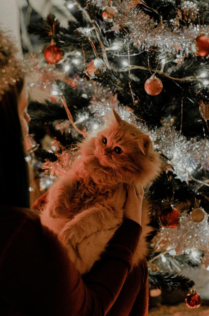 A fluffy orange cat looks up at their new owner. A Christmas tree is in the background. The camera angle is looking down at the cat like we are the owner looking at them.