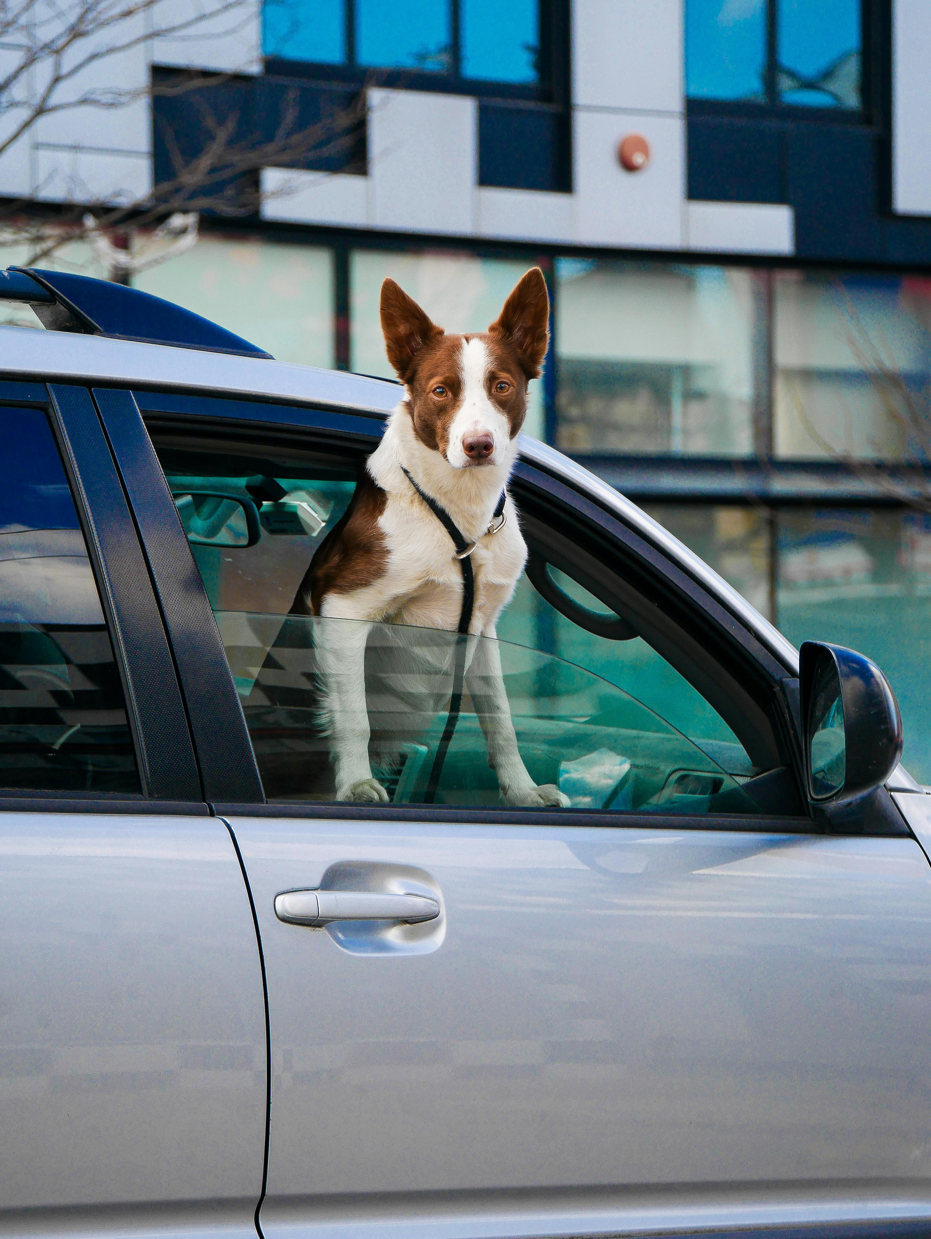 A white dog with brown patches sticks their upper body out of a grey vehicle's window.