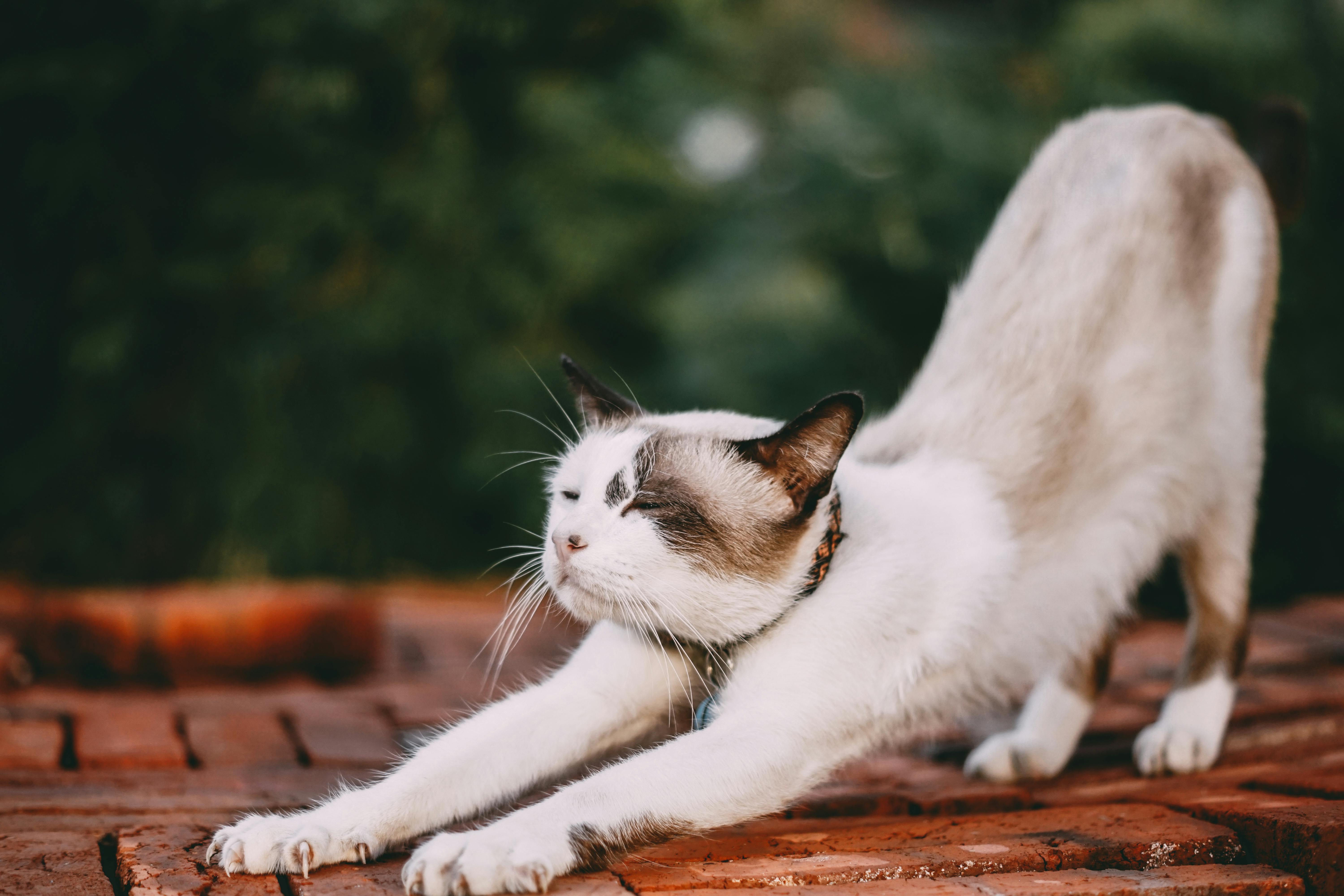 A white cat is stretching in a downward facing dog positions.