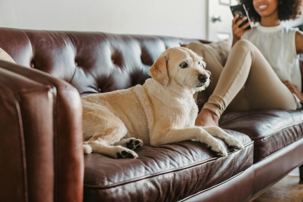 A yellow lab is sitting on a brown leather couch. Next to him is his black female owner with her legs up on the couch.