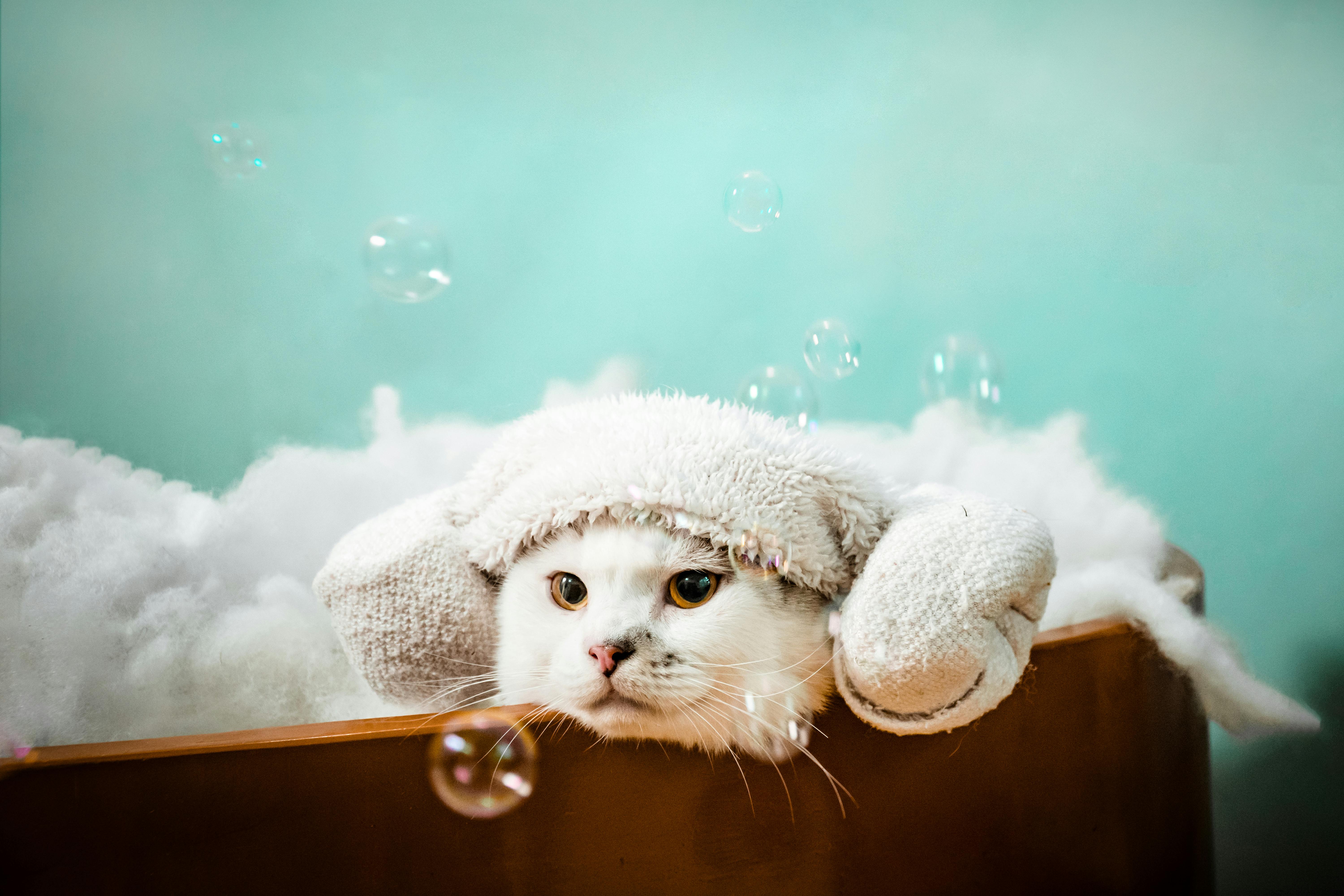 A white cat is in a bath with a towel made into buns on the side of his head.